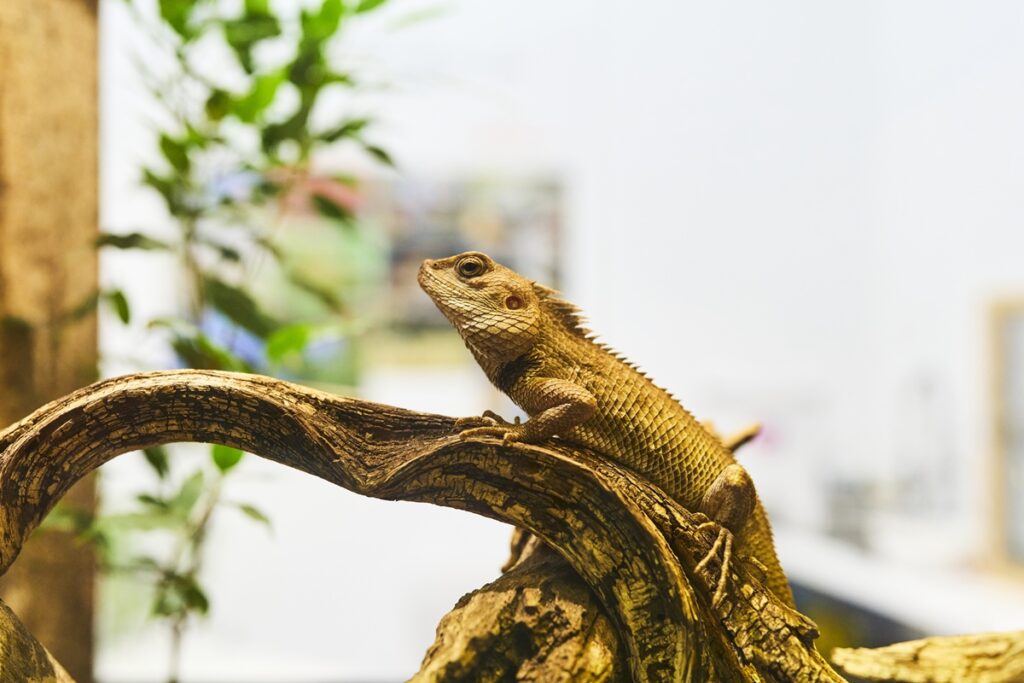 Como melhorar o bem-estar dos répteis e mudar a má imagem deles como-melhorar-o-bem-estar-dos-repteis-e-mudar-a-ma-imagem-deles