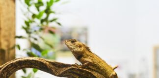 como-melhorar-o-bem-estar-dos-repteis-e-mudar-a-ma-imagem-deles