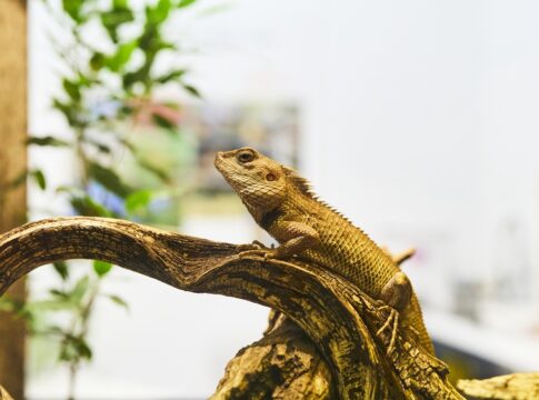 como-melhorar-o-bem-estar-dos-repteis-e-mudar-a-ma-imagem-deles