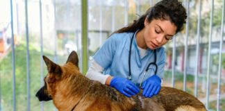 lista-de-protetores-de-animais-do-df-que-receberao-auxilio-e-divulgada