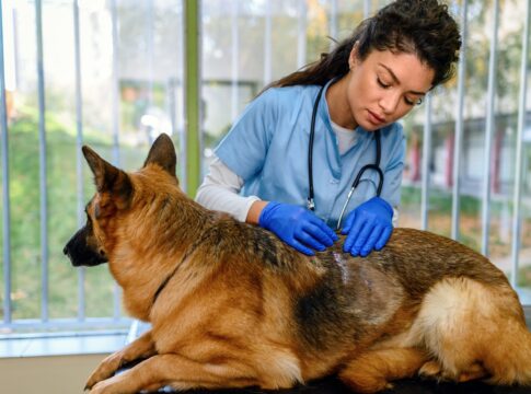 lista-de-protetores-de-animais-do-df-que-receberao-auxilio-e-divulgada