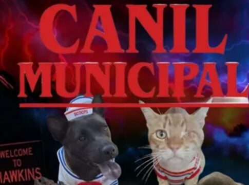 canil-aposta-em-stranger-things-para-nomear-animais-e-promover-adocao