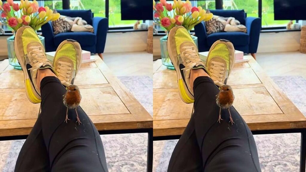 passaro-vira-“amigo”-de-mulher-e-volta-para-apresentar-seu-filhote