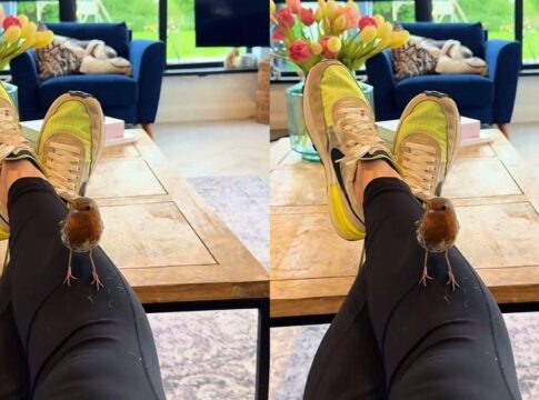 passaro-vira-“amigo”-de-mulher-e-volta-para-apresentar-seu-filhote