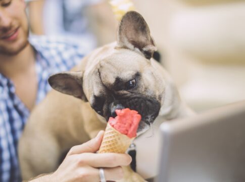 sorvete-para-pets:-aprenda-receitas-naturais-para-refrescar-no-calor