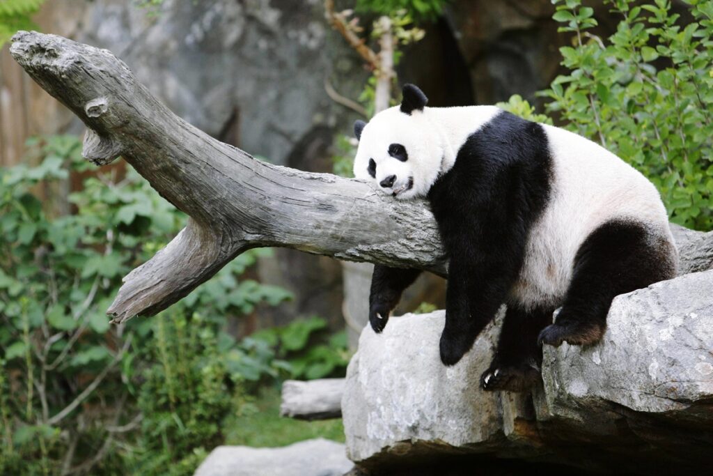 trapalhao-da-natureza?-entenda-se-pandas-sao-realmente-desastrados