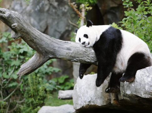 trapalhao-da-natureza?-entenda-se-pandas-sao-realmente-desastrados