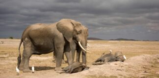 sete-elefantes-morrem-apos-colisao-com-trem-na-india