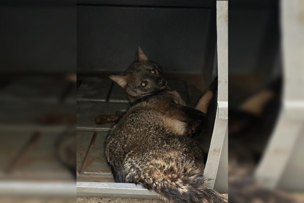 cachorro-do-mato-e-resgatado-com-ferimentos-em-area-nobre-do-df