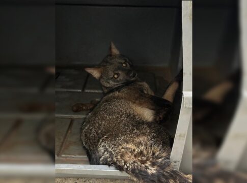 cachorro-do-mato-e-resgatado-com-ferimentos-em-area-nobre-do-df