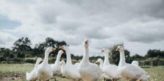 aves-sao-roubadas-de-parques-publicos-e-caso-levanta-suspeita-bizarra