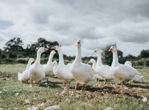 aves-sao-roubadas-de-parques-publicos-e-caso-levanta-suspeita-bizarra