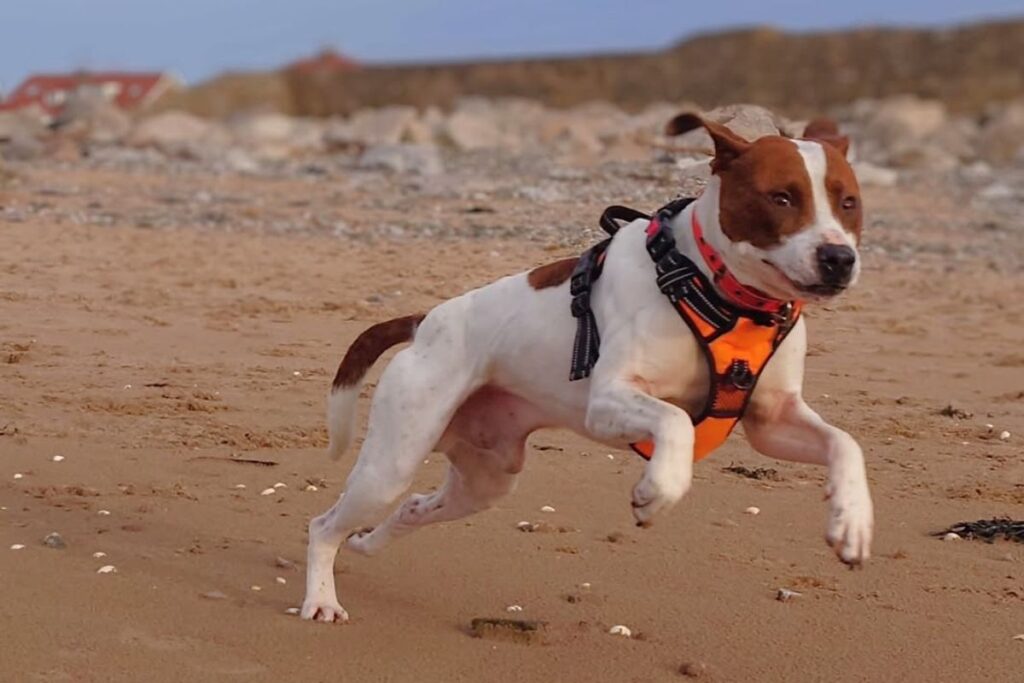 nao-leve-seu-cachorro-a-praia-se-ele-nao-tiver-esta-idade