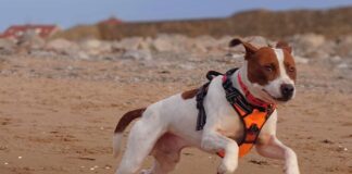 nao-leve-seu-cachorro-a-praia-se-ele-nao-tiver-esta-idade