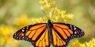 desmatamento-na-amazonia-esta-desbotando-as-cores-das-borboletas