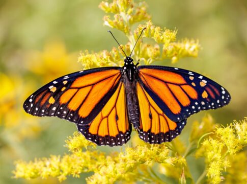 desmatamento-na-amazonia-esta-desbotando-as-cores-das-borboletas