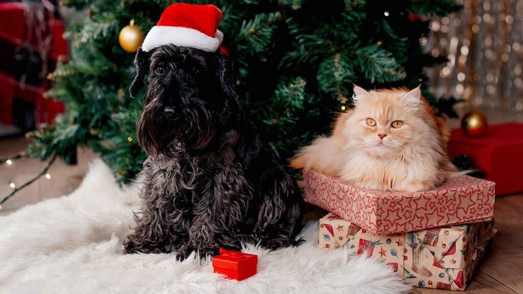 veterinaria-orienta-como-incluir-seus-pets-nas-festas-de-fim-de-ano