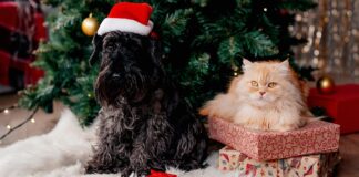 veterinaria-orienta-como-incluir-seus-pets-nas-festas-de-fim-de-ano