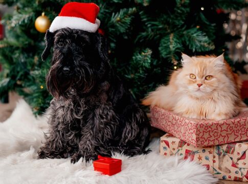 veterinaria-orienta-como-incluir-seus-pets-nas-festas-de-fim-de-ano