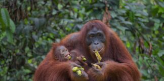 os-macacos-comem-banana-na-natureza?-saiba-como-e-a-dieta-dos-animais