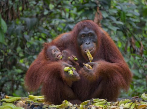 os-macacos-comem-banana-na-natureza?-saiba-como-e-a-dieta-dos-animais