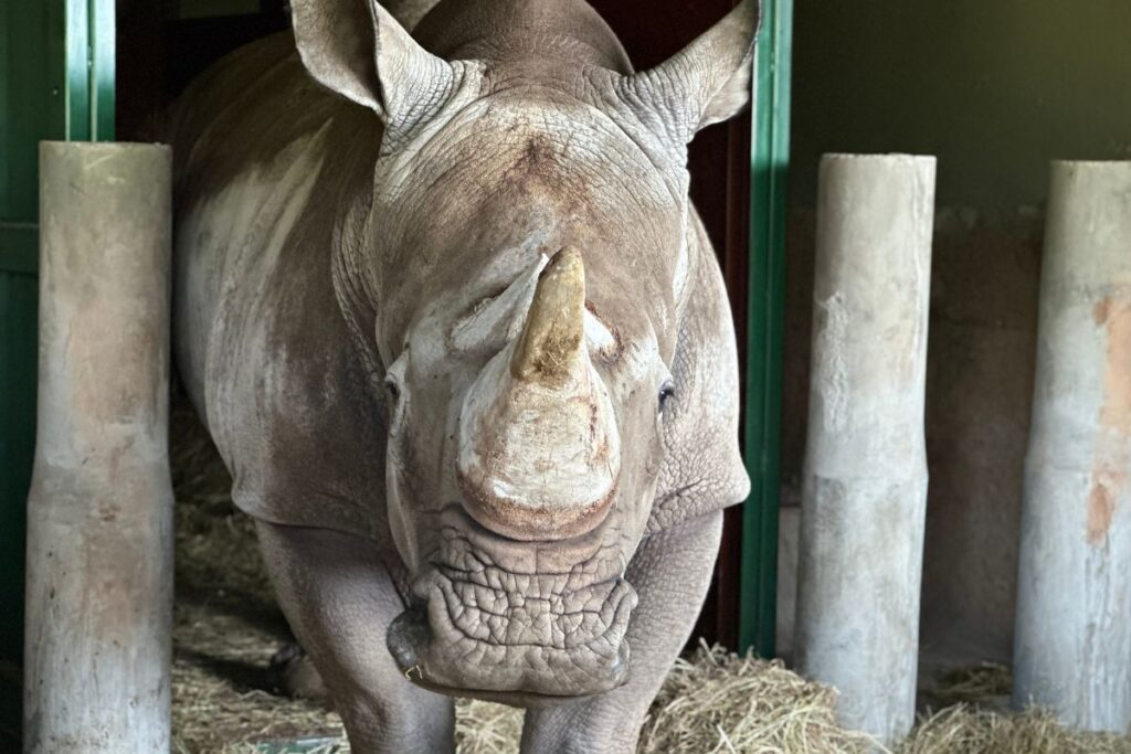 conheca-atanasio,-o-filhote-de-rinoceronte-que-acaba-de-chegar-a-zoo-de-sp