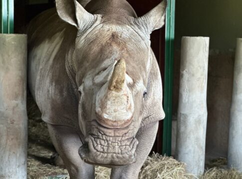 conheca-atanasio,-o-filhote-de-rinoceronte-que-acaba-de-chegar-a-zoo-de-sp