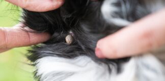 doenca-do-carrapato:-veterinaria-explica-riscos-e-como-proteger-caes