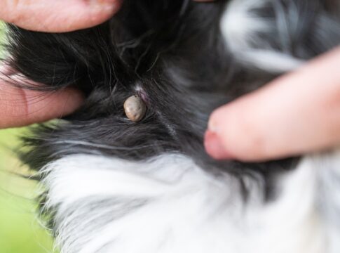 doenca-do-carrapato:-veterinaria-explica-riscos-e-como-proteger-caes