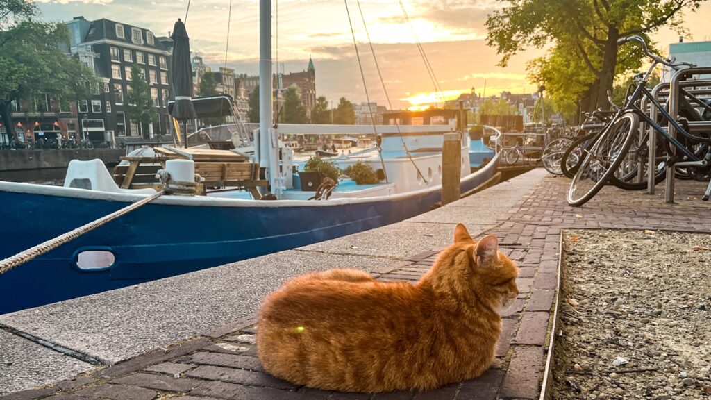 holanda-proibe-2-racas-de-gato-focando-em-“bem-estar-animal”;-entenda