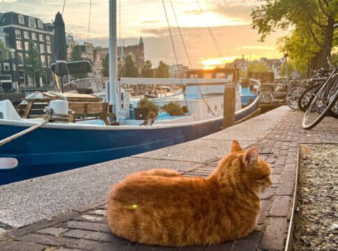 holanda-proibe-2-racas-de-gato-focando-em-“bem-estar-animal”;-entenda