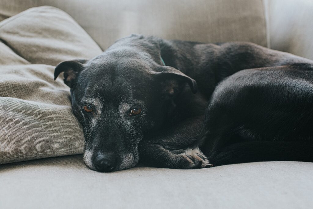 demencia-canina:-o-que-e-a-sindrome-cognitiva-que-afeta-caes-idosos