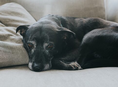 demencia-canina:-o-que-e-a-sindrome-cognitiva-que-afeta-caes-idosos