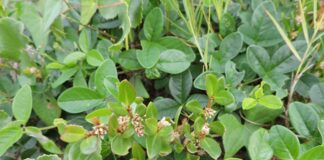 planta-brasileira-mostra-potencial-contra-inflamacao-e-dor-da-artrite