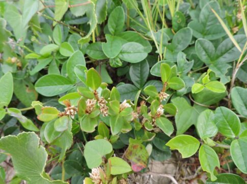 planta-brasileira-mostra-potencial-contra-inflamacao-e-dor-da-artrite