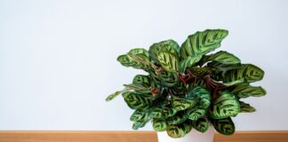 paisagista-indica-3-plantas-brasileiras-para-apostar-no-decor-em-2026