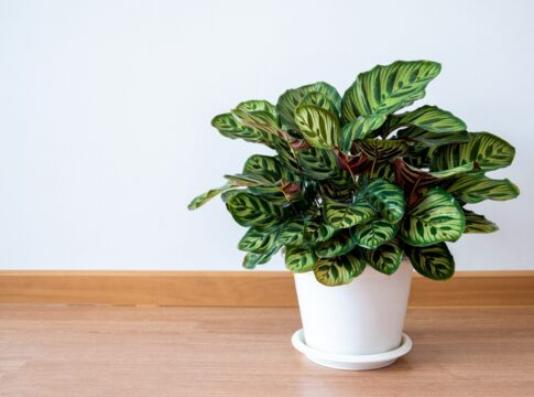 paisagista-indica-3-plantas-brasileiras-para-apostar-no-decor-em-2026