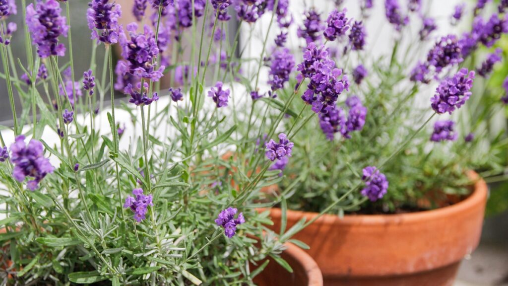 util-e-agradavel:-4-plantas-que-afastam-escorpioes-e-perfumam-a-casa