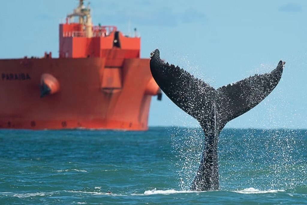 areas-de-protecao-pouco-eficientes-ameacam-golfinhos-e-baleias