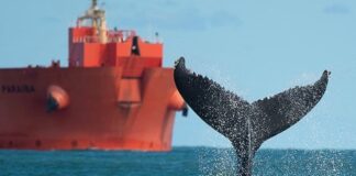 areas-de-protecao-pouco-eficientes-ameacam-golfinhos-e-baleias