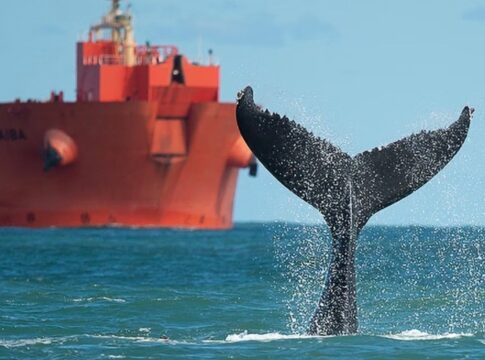areas-de-protecao-pouco-eficientes-ameacam-golfinhos-e-baleias