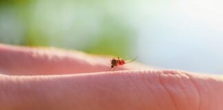 suor-humano-explica-por-que-algumas-pessoas-atraem-mais-mosquitos