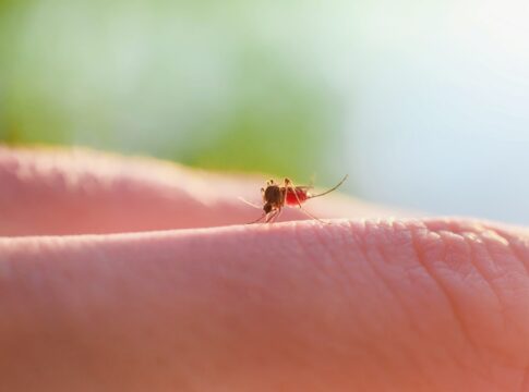 suor-humano-explica-por-que-algumas-pessoas-atraem-mais-mosquitos