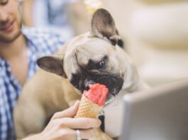 16-racas-de-cachorros-pequenos-para-quem-mora-em-apartamento