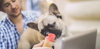 16-racas-de-cachorros-pequenos-para-quem-mora-em-apartamento