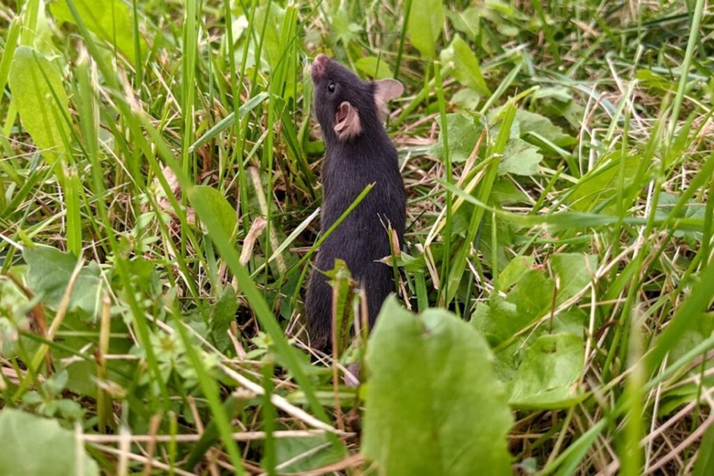 ratos-criados-em-gaiolas-perdem-ansiedade-apos-viverem-na-natureza