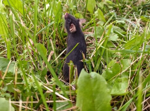 ratos-criados-em-gaiolas-perdem-ansiedade-apos-viverem-na-natureza
