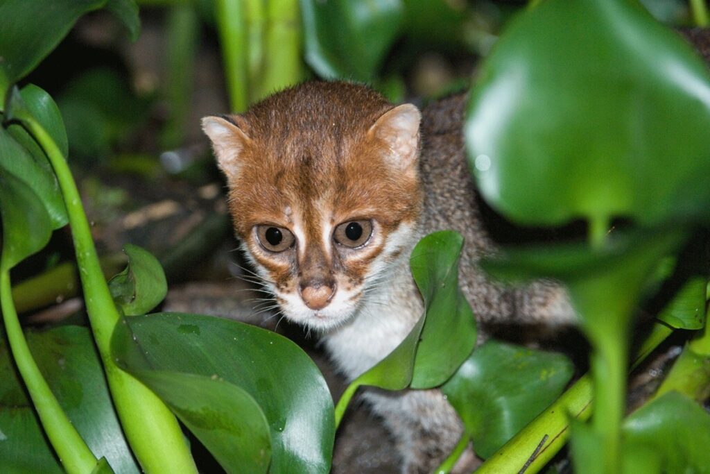 apos-30-anos-desaparecida,-especie-rara-de-gato-e-vista-na-tailandia 
