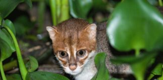 apos-30-anos-desaparecida,-especie-rara-de-gato-e-vista-na-tailandia 