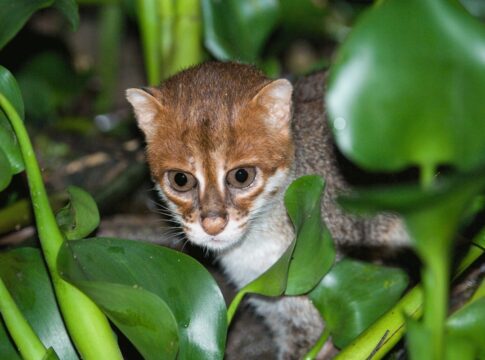 apos-30-anos-desaparecida,-especie-rara-de-gato-e-vista-na-tailandia 